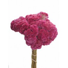 CELOSIA Pink 16"- OUT OF STOCK